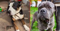 Spendenaufruf für die Hunde Leo und Bounty von Underdog Rescue